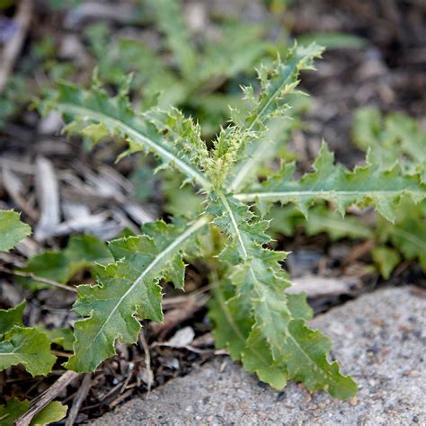 Weeds plants. Things To Know About Weeds plants. 